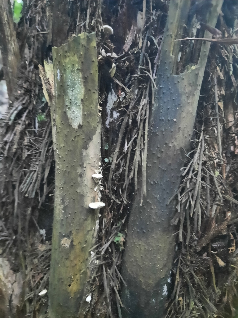 Beenakia dacostae · May 2025 · photo: © maxxrandomnumbers (iNaturalist, cc0)