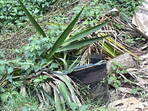 Common Tree Snake sighting