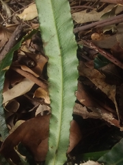 Blechnum patersonii