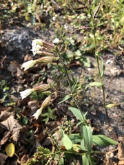 Silene latifolia alba