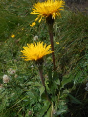 Hypochaeris uniflora