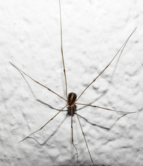 Cosmobunus granarius