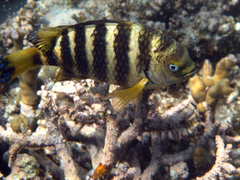 Abudefduf septemfasciatus