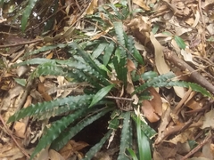 Blechnum patersonii