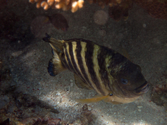 Abudefduf septemfasciatus