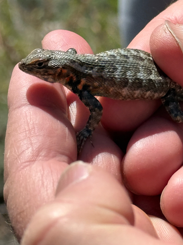 iNaturalist observation photo of Common Sagebrush Lizard