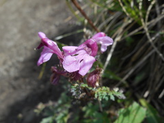 Pedicularis rostratocapitata