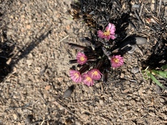 Launaea nana