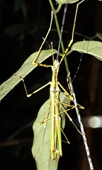 Anarchodes
