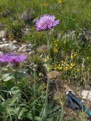 Knautia longifolia