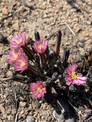 Launaea nana