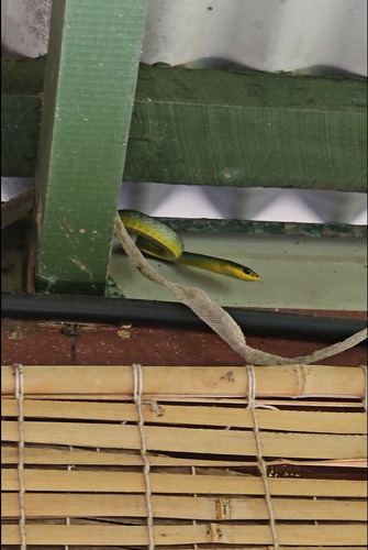 Common Tree Snake sighting