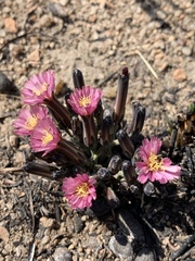 Launaea nana