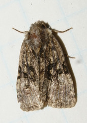 Oligia modica