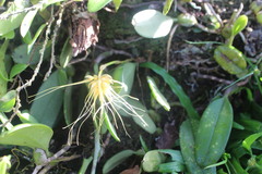 Bulbophyllum vaginatum