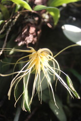 Bulbophyllum vaginatum