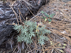 Androsace nivalis, photograph Cody Hinchliff, CC BY, iNaturalist via GBIF