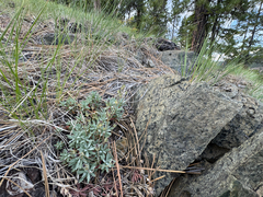 Androsace nivalis, photograph Cody Hinchliff, CC BY, iNaturalist via GBIF