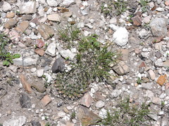 Mammillaria pseudocrucigera
