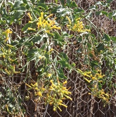 Nicotiana glauca