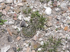 Mammillaria pseudocrucigera