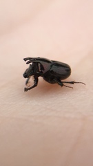 Onthophagus orpheus