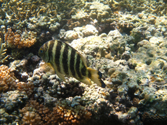 Abudefduf septemfasciatus