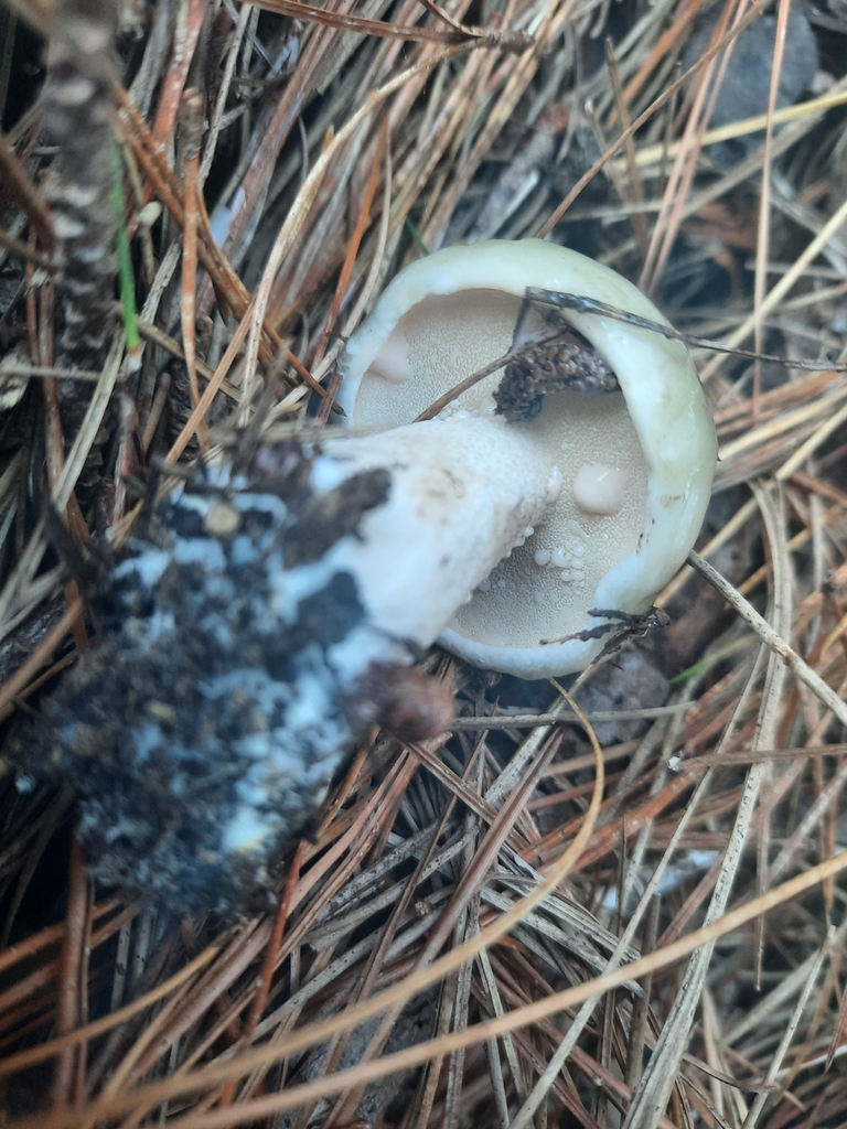 Suillus pungens · May 2025 · photo: © maxxrandomnumbers (iNaturalist, cc0)