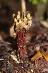 Epirixanthes elongata