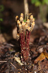 Epirixanthes elongata