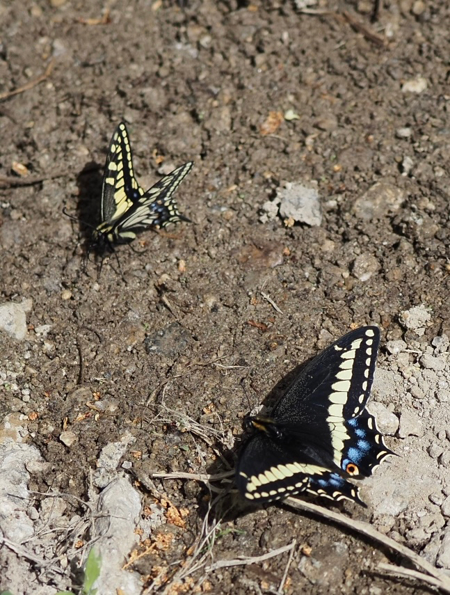 Nevada Swallowtail