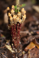 Epirixanthes elongata