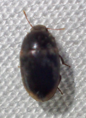 Enneboeus marmoratus