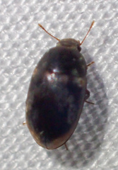 Enneboeus marmoratus