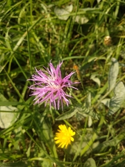 Centaurea jacea