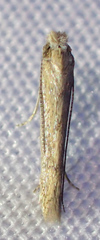 Tischeriidae