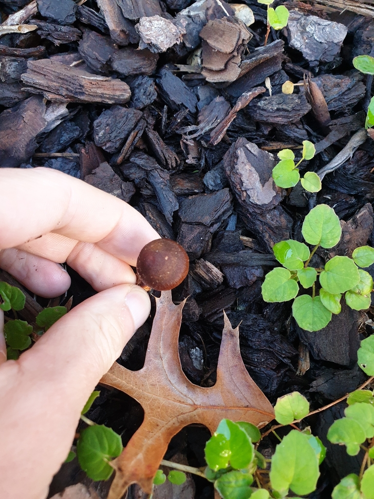 Pholiota multicingulata