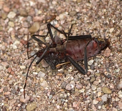 Pachylis neocalifornicus