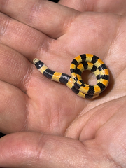 Banded Sand Snake photo 2