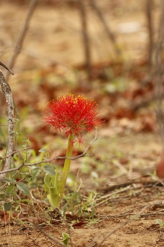 Scadoxus multiflorus