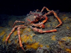 Leptomithrax gaimardii