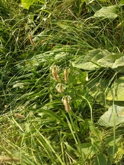 Plantago lanceolata