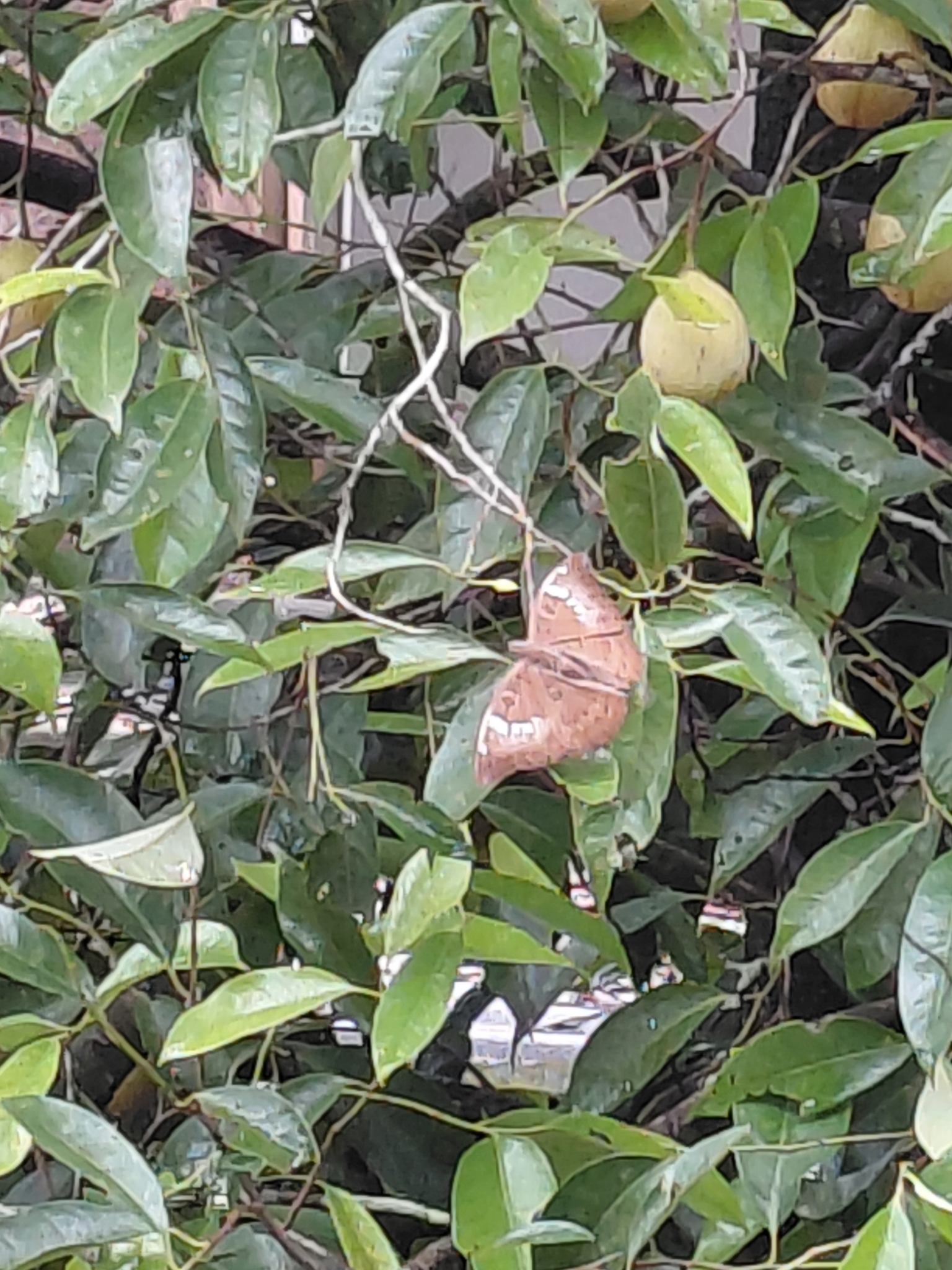 Common Baron