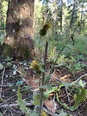 Cirsium parryi
