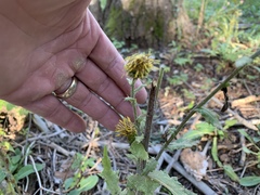 Cirsium parryi