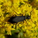 Black Blister Beetle - Photo (c) John B., some rights reserved (CC BY)