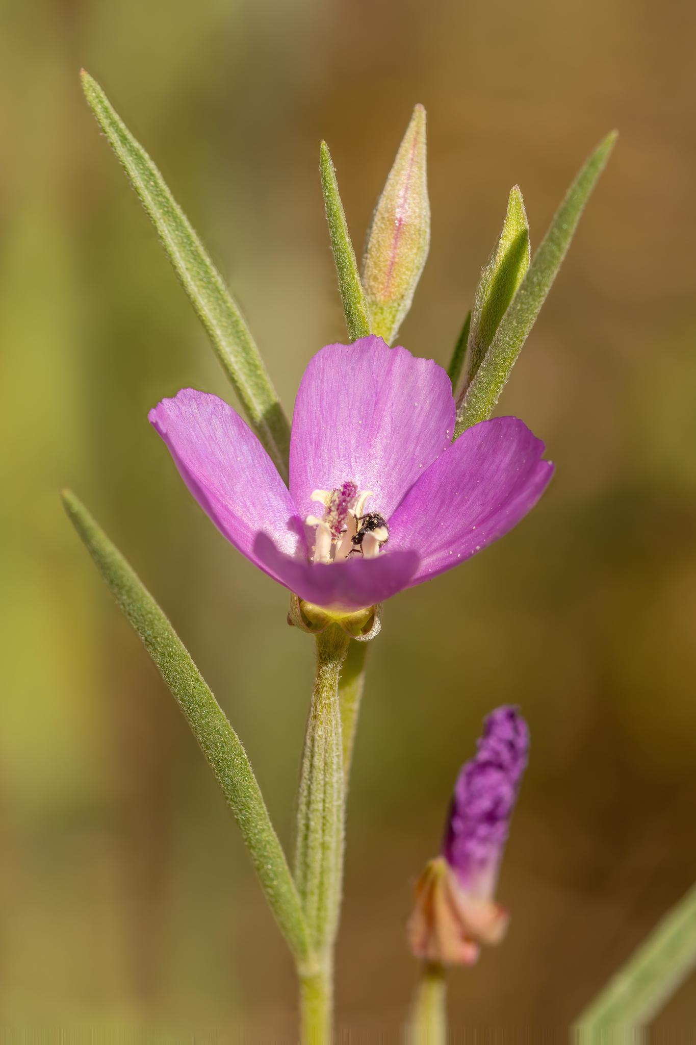 Chaparral Clarkia (Clarkia affinis)