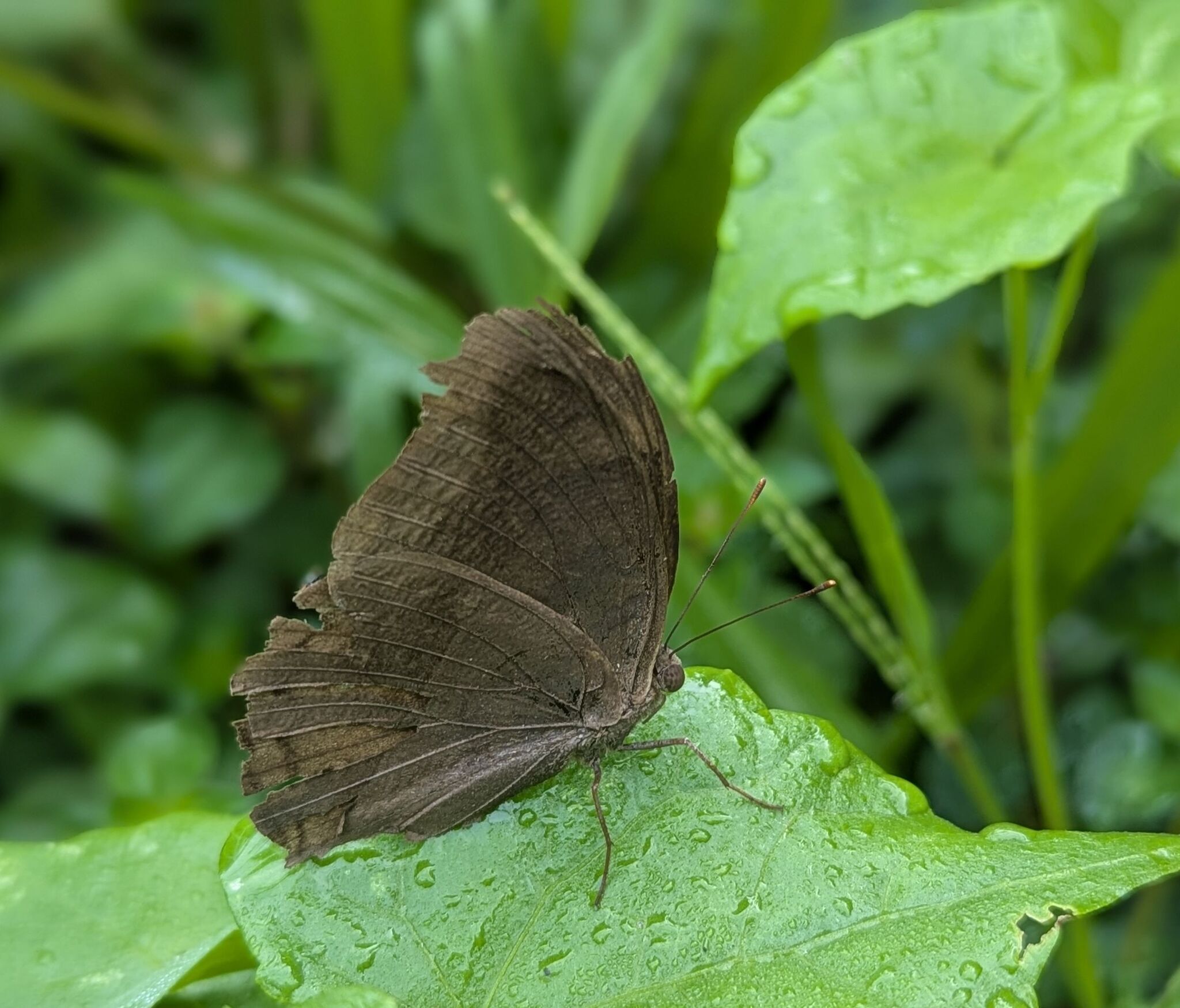 Chocolate Pansy