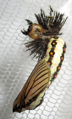 Acraea anemosa