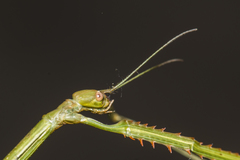 Phryganistria